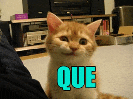 Que GIF
