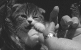 Cute kitten