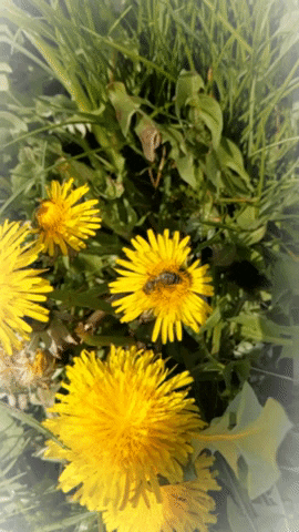 Flower Bee GIF by tacheles Werbeagentur GmbH - Find & Share on GIPHY