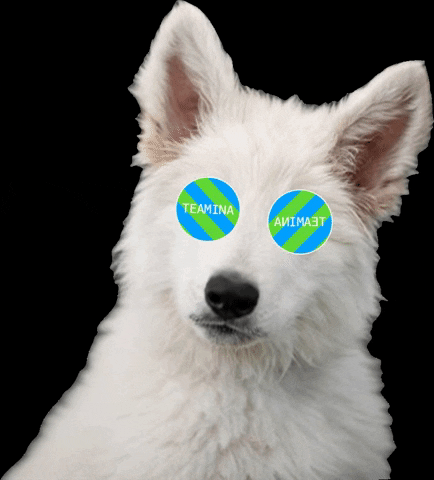 Dog Hund GIF by Teamina