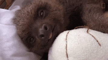 sloth waking GIF