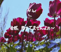 チュリップ GIF by 淡路島国営明石海峡公園