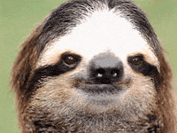 Sloth Meme Gifs Get The Best Gif On Giphy sloth meme gifs get the best gif on giphy