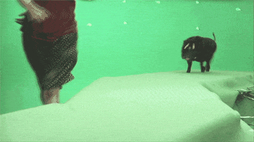 beasts of the southern wild film GIF