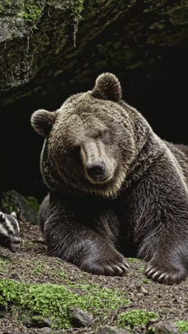 Grizzly Bear GIF