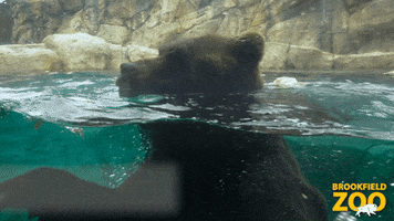 Brown Bear Snack GIF by Brookfield Zoo
