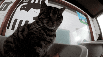 Cats GIF