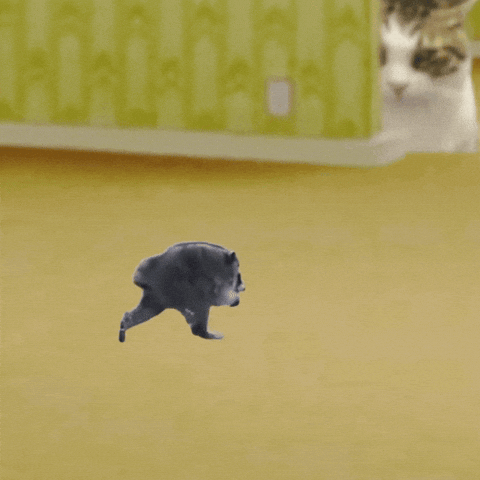 Cat Meme GIF by Furrend