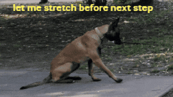 K9 Malinois GIF
