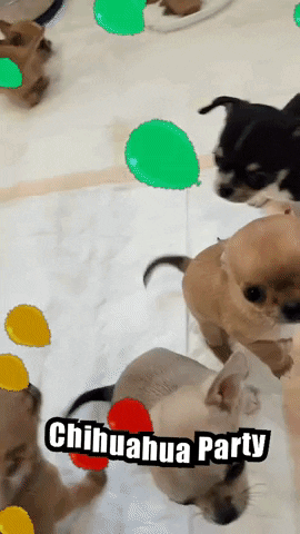 Chihuahua GIF