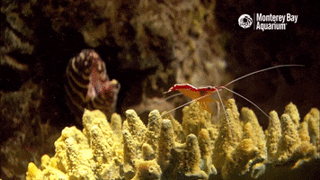 Shrimp GIF by Monterey Bay Aquarium