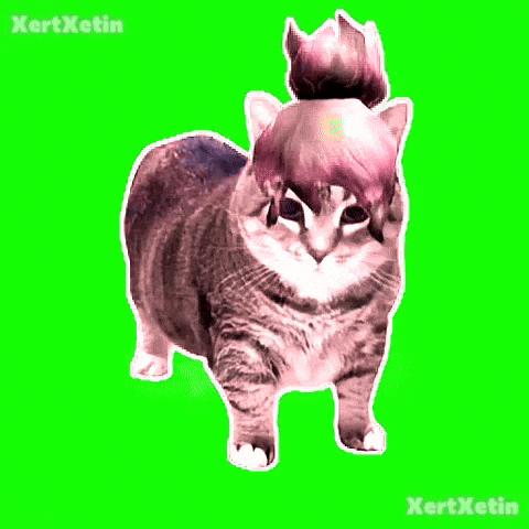 Spinning Cat GIF
