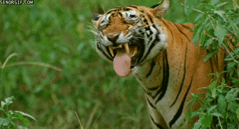 tiger smile GIF by Cheezburger