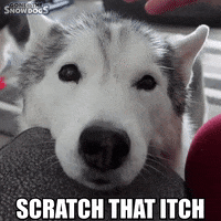 Dog-itch GIFs - Get the best GIF on GIPHY