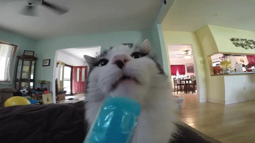 Cat Brain GIF - Find & Share on GIPHY
