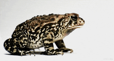 Présentation de L'Apprenti Naturaliste 200.gif?cid=af3708f323vnvypynrvpaic0stgo0042mx1o6dj6eyx01ww3&rid=200