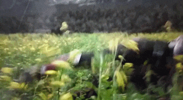 Winter GIF