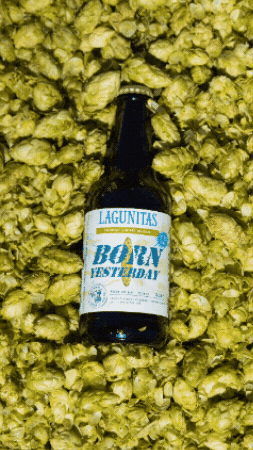 GIF by Lagunitas Brewing Company