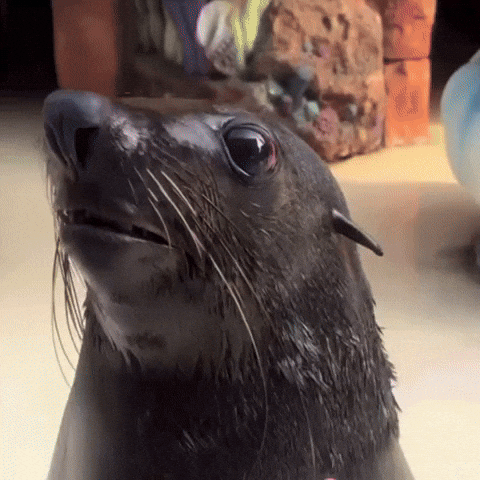 Marine Animal Seal GIF