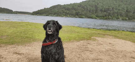 Perro GIF