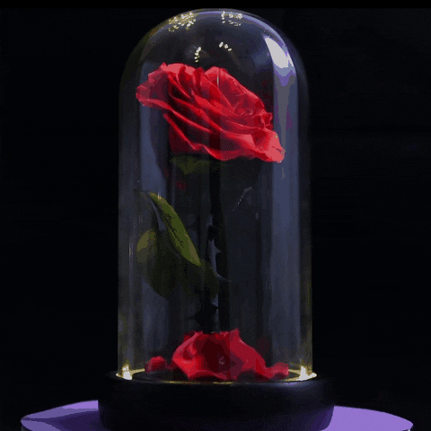 Cúpula de Rosa Roja Eterna – NOVEDÍSIMOS