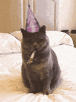 Cat Celebrate GIF