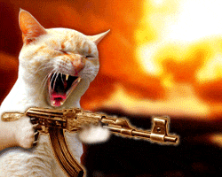 cat gun GIF