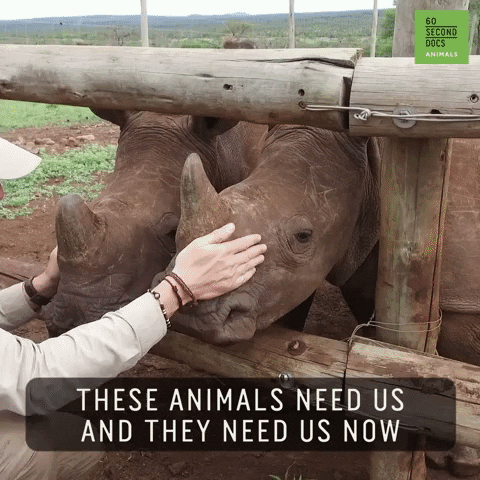 Animal Rescue Conservation GIF by 60 Second Docs