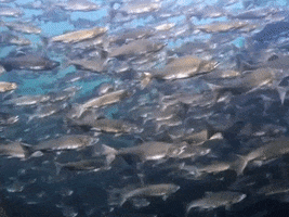 GIF by Pacific Salmon Foundation