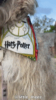 Panting Harry Potter GIF by Geekster Pets