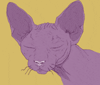 Sphynx-cat GIFs - Get the best GIF on GIPHY Sphynx-cat GIFs - Get the best GIF on GIPHY