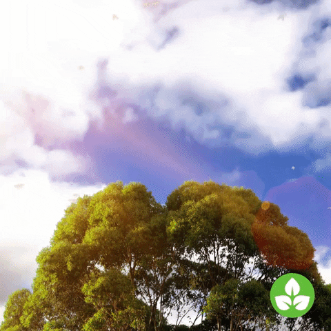 Tree Top Australia GIF by Australian Conservation Foundation
