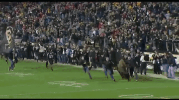 Football Celebrate GIF by CUBoulder