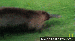 Image result for platypus gifs
