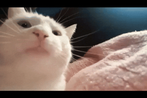 Discord-cat GIFs - Get the best GIF on GIPHY