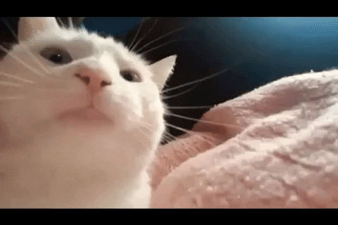 Cats-nodding GIFs - Get the best GIF on GIPHY
