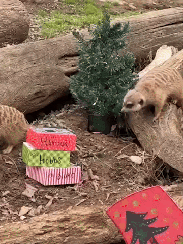 Happy Holidays Presents GIF by Storyful
