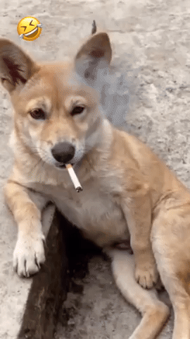 Dog GIF