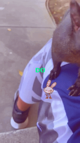 No GIF