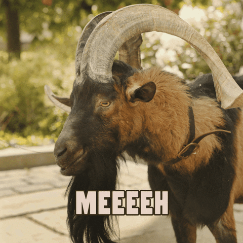 Meh Goat GIF by Velkopopovický Kozel