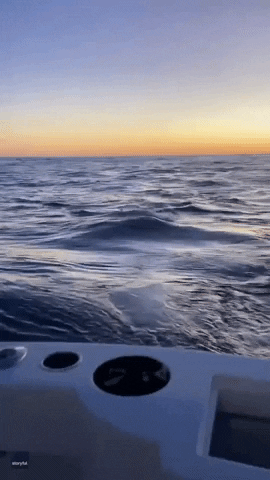 Ocean Boat GIF by Storyful