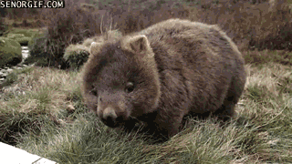 ones wombat GIF