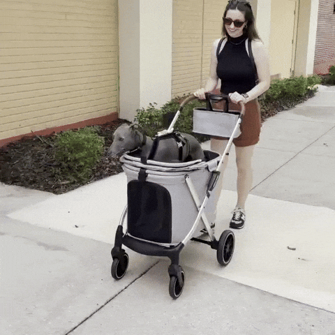 Baby Dog Whipper GIF