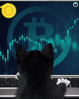 Crypto Bitcoin GIF by Felini Rocks