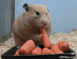 Video gif. A hungry hamster really stretches its cheeks by storing five whole baby carrots inside them.