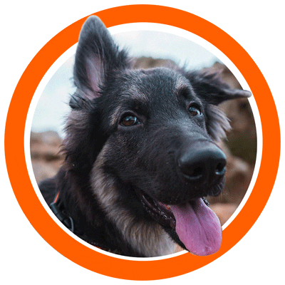 Wousic Media Sticker