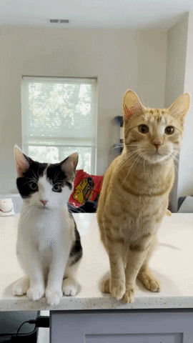 Mylesandspot GIF