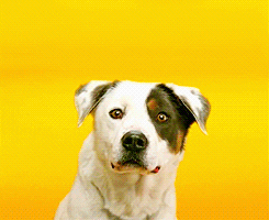 Video gif. A white and brown spotted dog looks at the camera. It’s mouth spreads into a large smile that reveals large, white human teeth. 