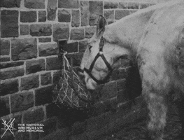 NationalWWIMuseum black and white horse military footage GIF