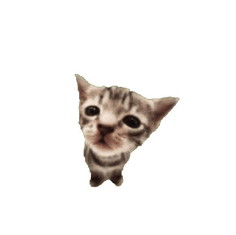Cat Spinning Sticker